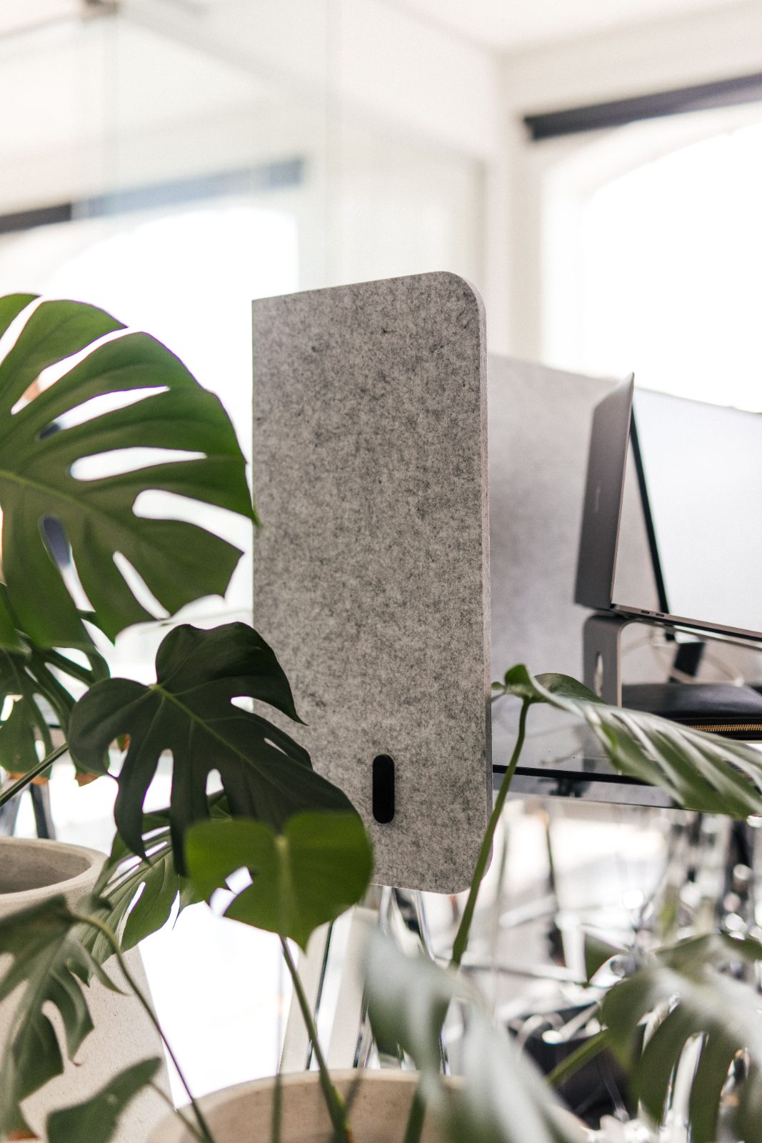 A grey acoustic desk screen on a desk beside a monitor and a leafy plant